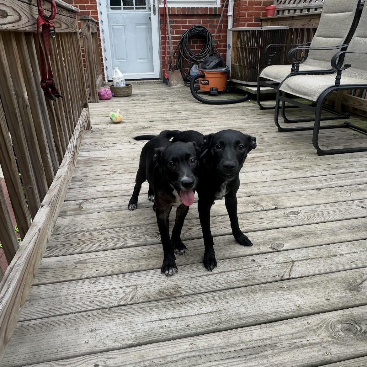 Enlarge Lillie/millie, a ADOPTABLE Labrador Retriever in Crofton, MD image 4/4