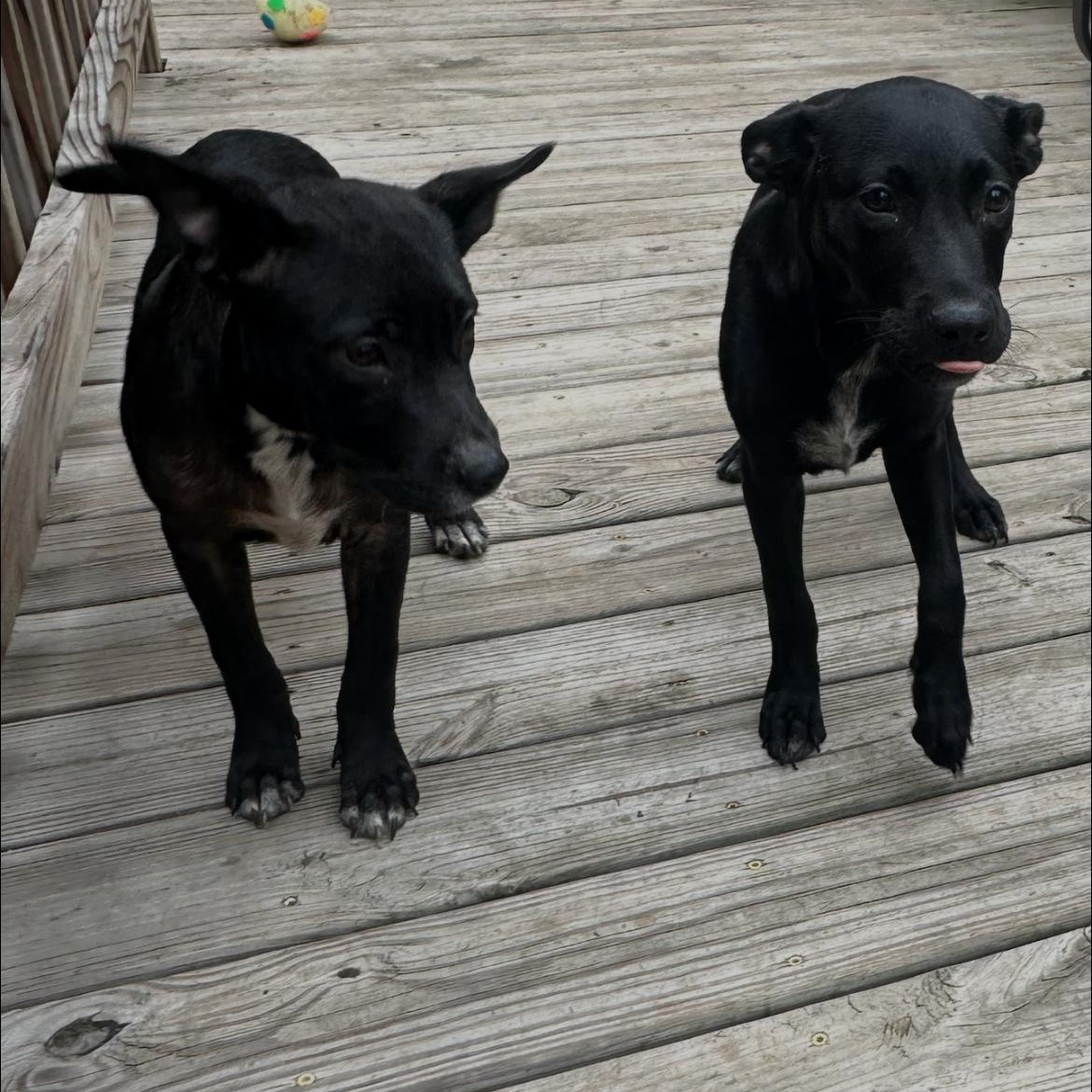 Lillie/millie, ADOPTABLE, Young Female Labrador Retriever.