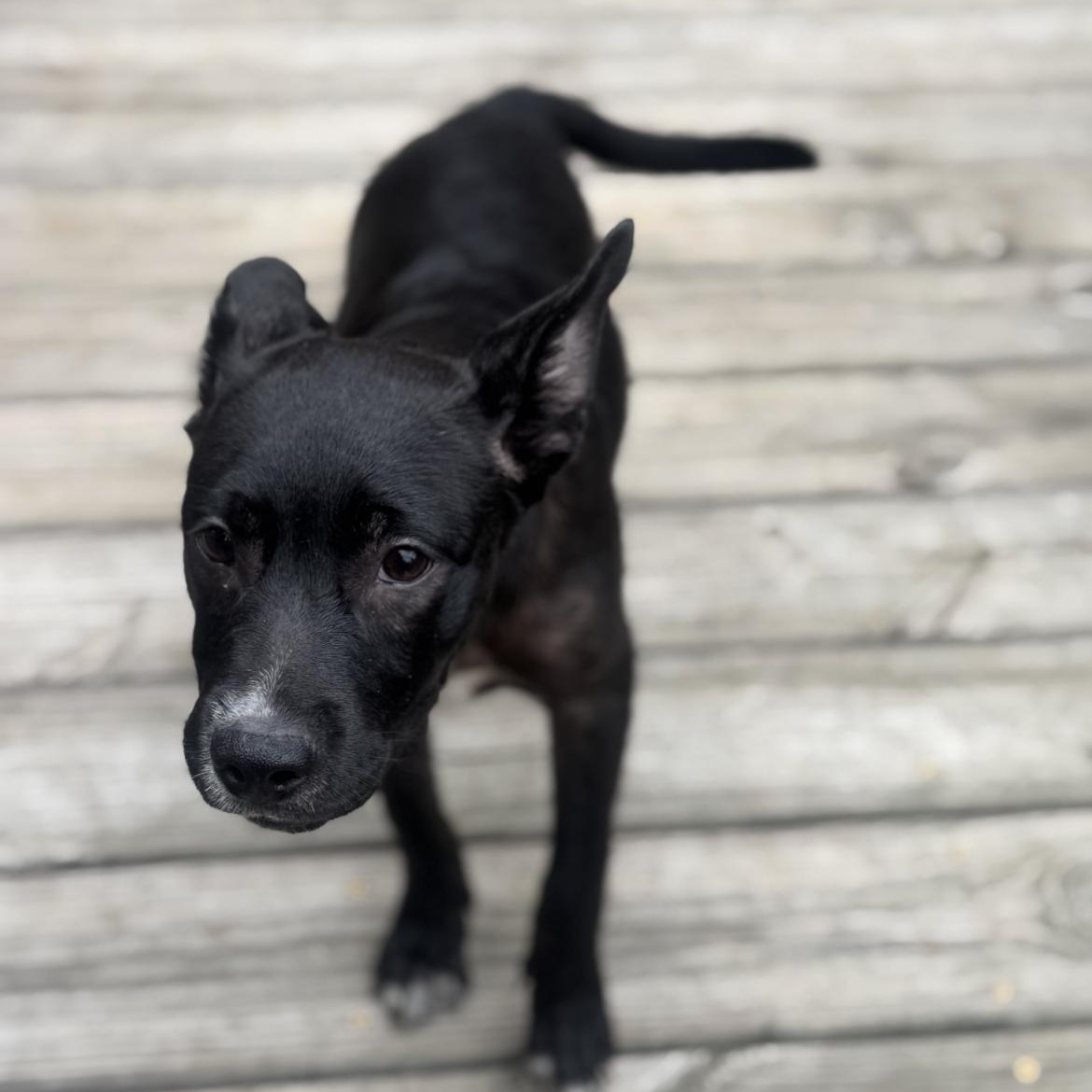 Enlarge Lillie/millie, a ADOPTABLE Labrador Retriever in Crofton, MD image 3/4