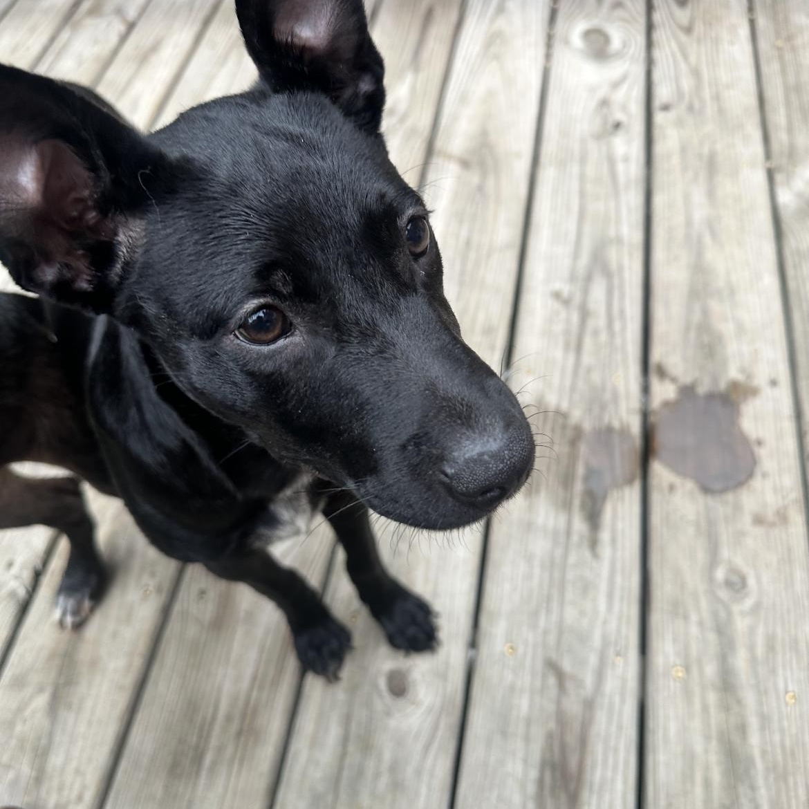 Enlarge Lillie/millie, a ADOPTABLE Labrador Retriever in Crofton, MD image 2/4