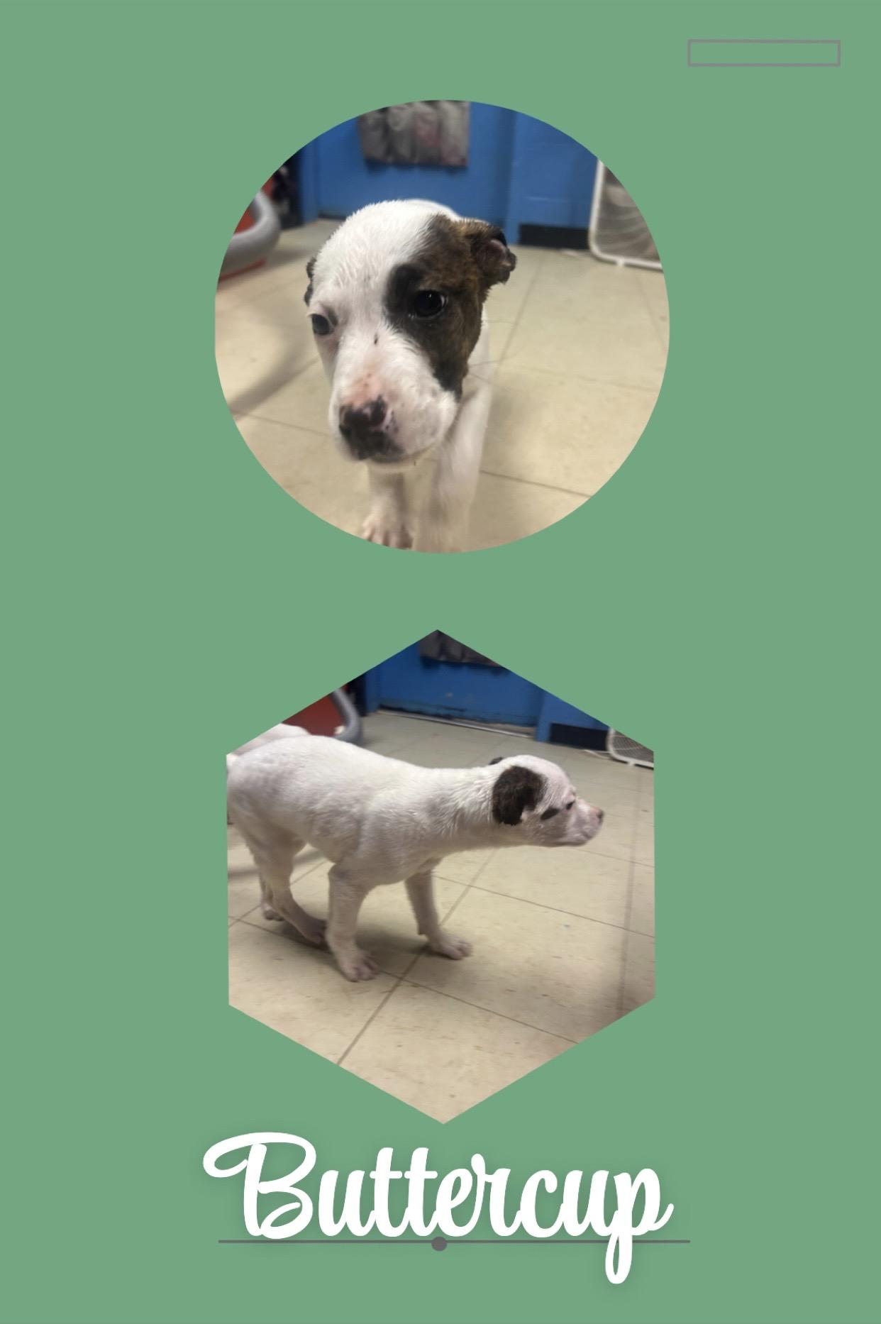 Enlarge Buttercup, an adopted mixed breed in McArthur, OH image 1/1