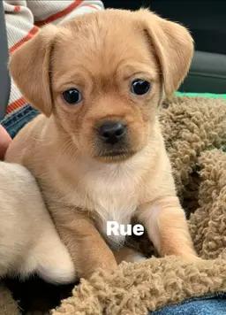 Enlarge Rue, a ADOPTABLE mixed breed in Blue Bell, PA image 1/1