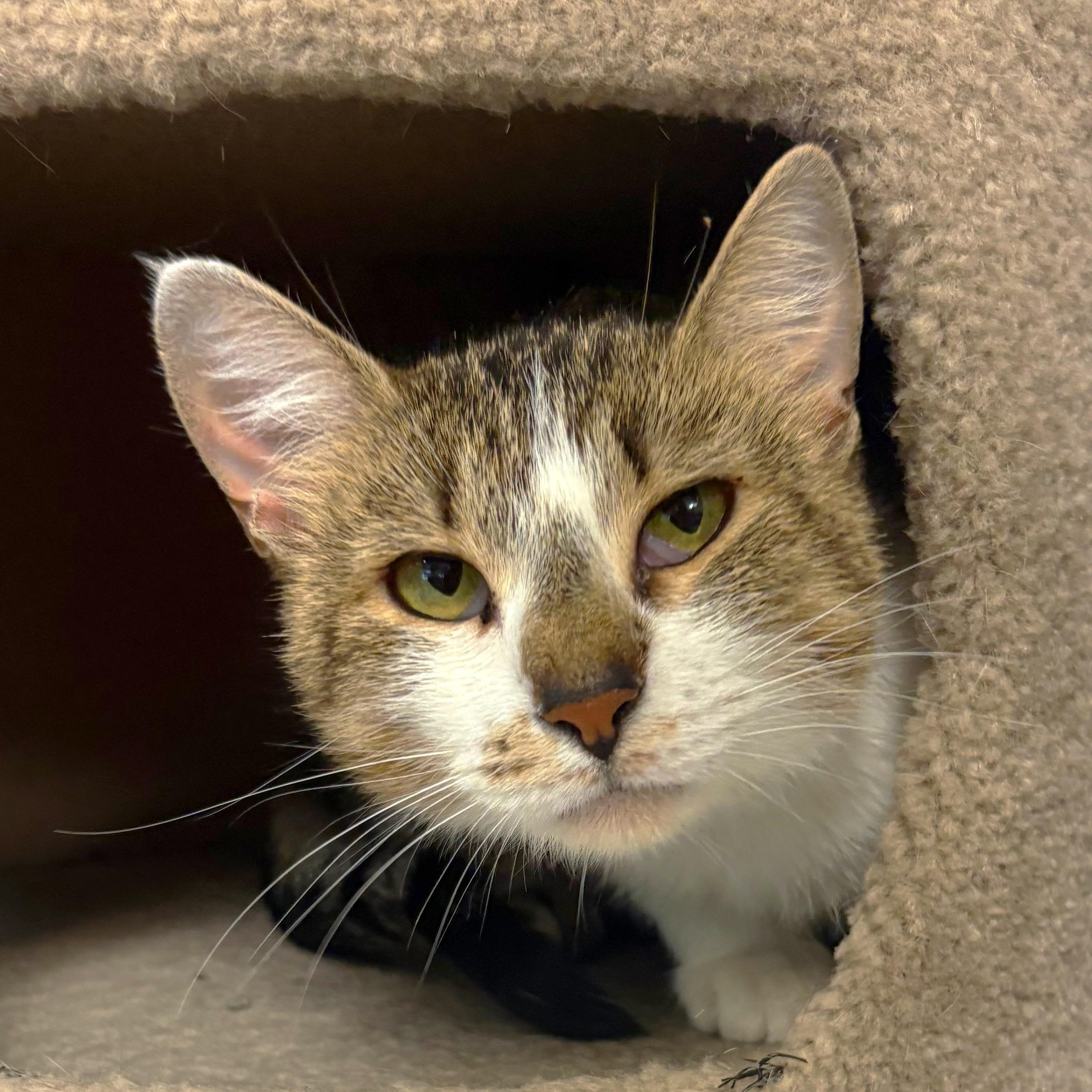 Enlarge Angel, a Adoptable Domestic Short Hair in Godfrey, IL image 1/1