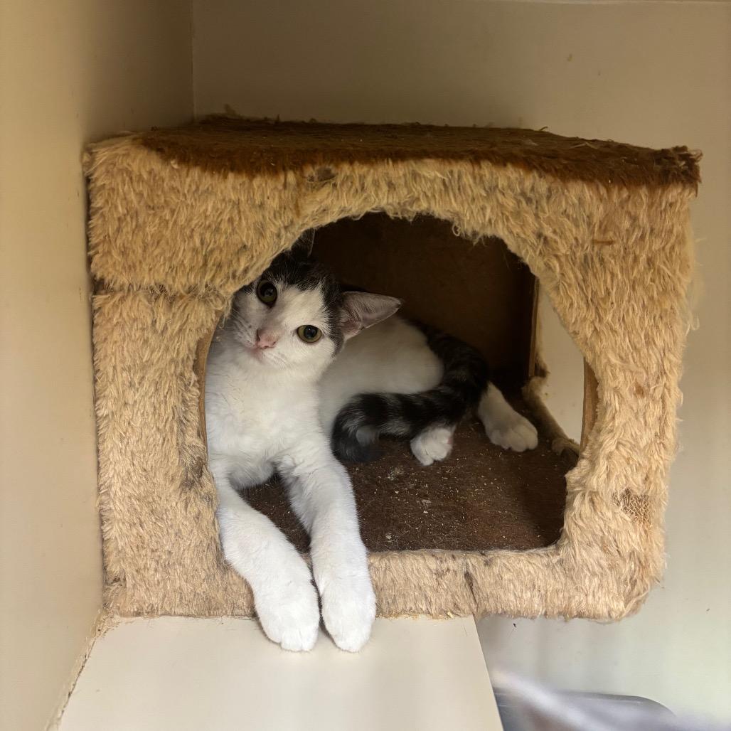 Debanks — thumbnail 2