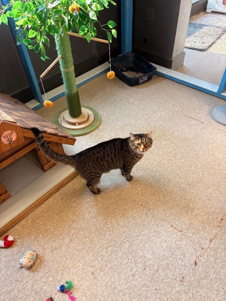 Taz, Adoptable, Adult Male Domestic Short Hair.