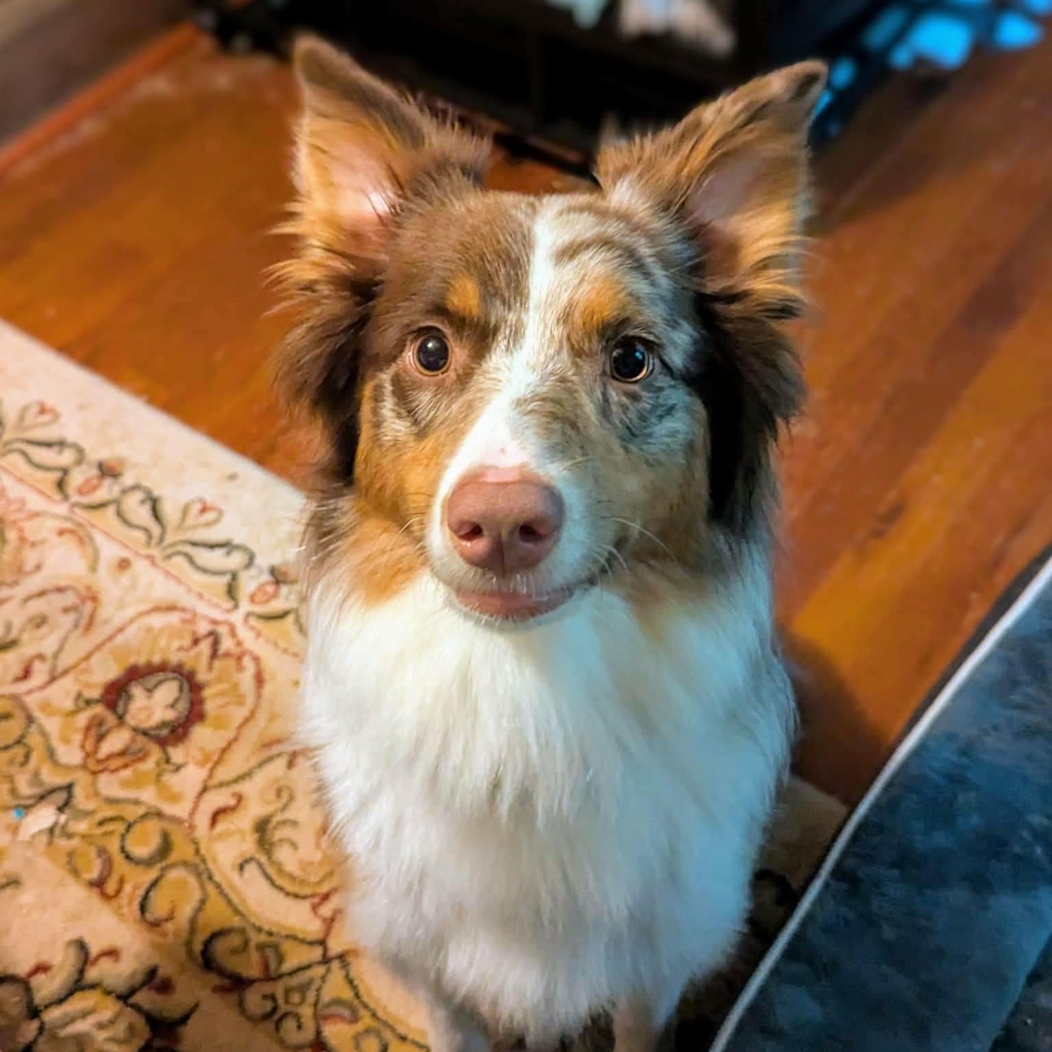 Phoebe , ADOPTABLE, Young Female Australian Shepherd.