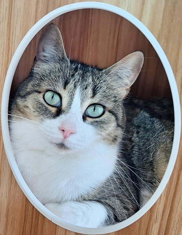 Enlarge Athena, a Adoptable Domestic Short Hair in Ferndale, MI image 2/6