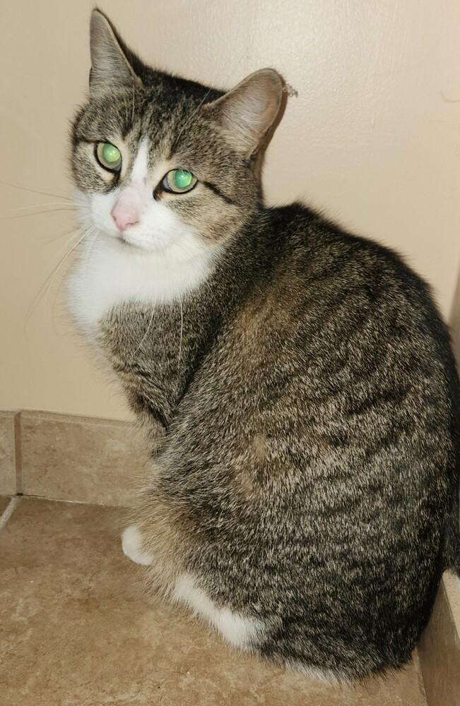 Enlarge Athena, a Adoptable Domestic Short Hair in Ferndale, MI image 3/4