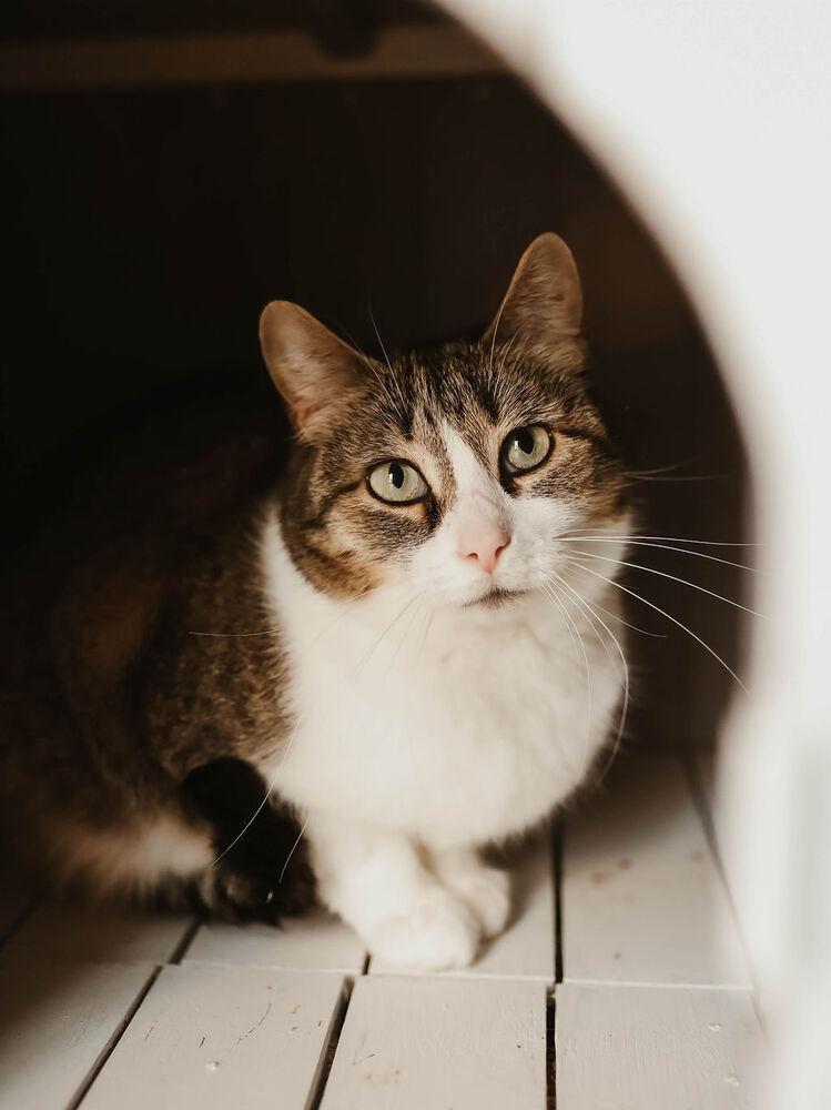 Enlarge Athena, a Adoptable Domestic Short Hair in Ferndale, MI image 5/6