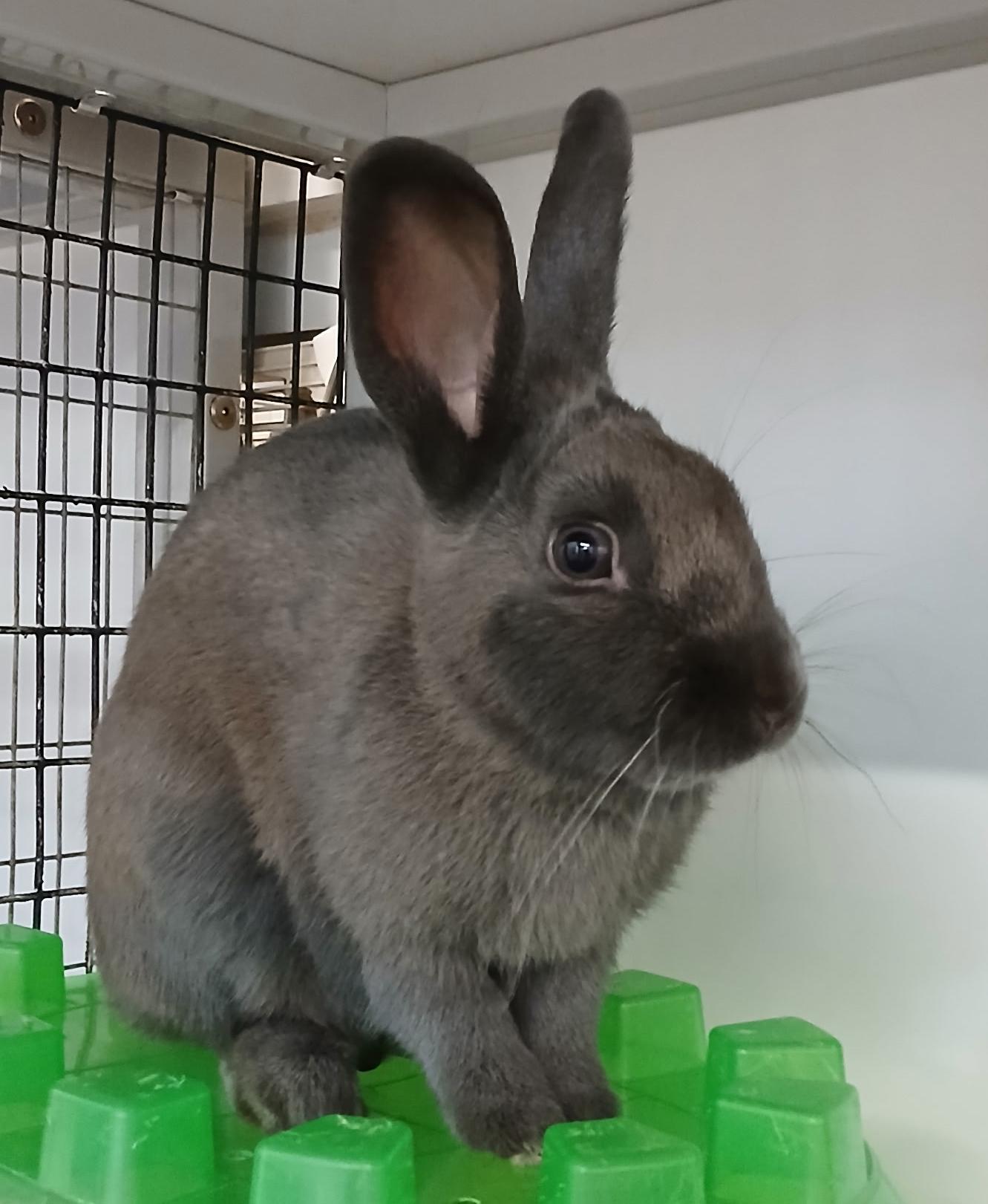 Enlarge Rocky, a Adoptable Satin in Chicago, IL image 1/2