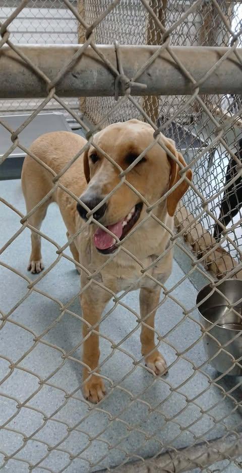 Harold, Adoptable, Puppy Male Labrador Retriever & Affenpinscher.