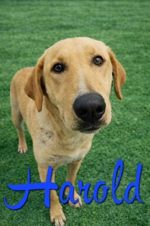 Enlarge Harold, a Adoptable mixed breed in Livingston, LA image 2/3