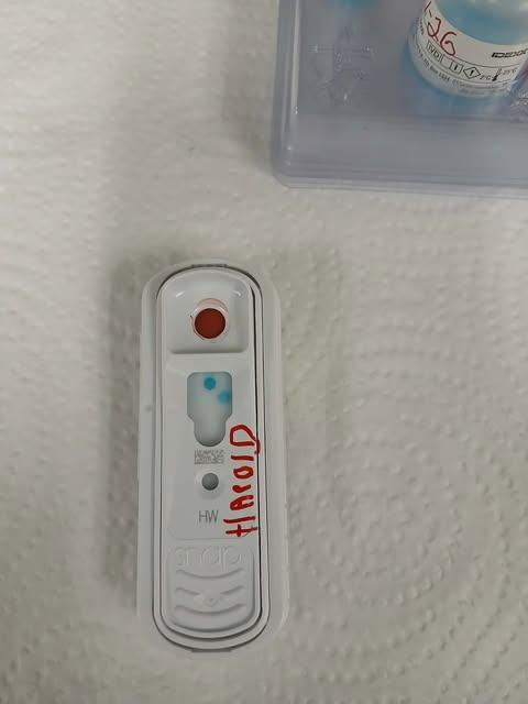 Enlarge Harold, a Adoptable mixed breed in Livingston, LA image 3/3