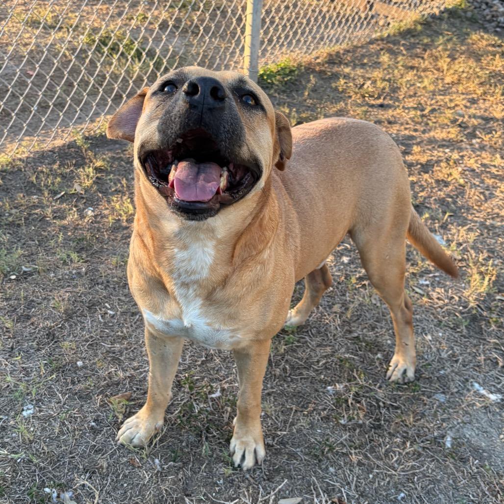 Enlarge Caleb, a Adoptable mixed breed in Corpus Christi, TX image 2/6