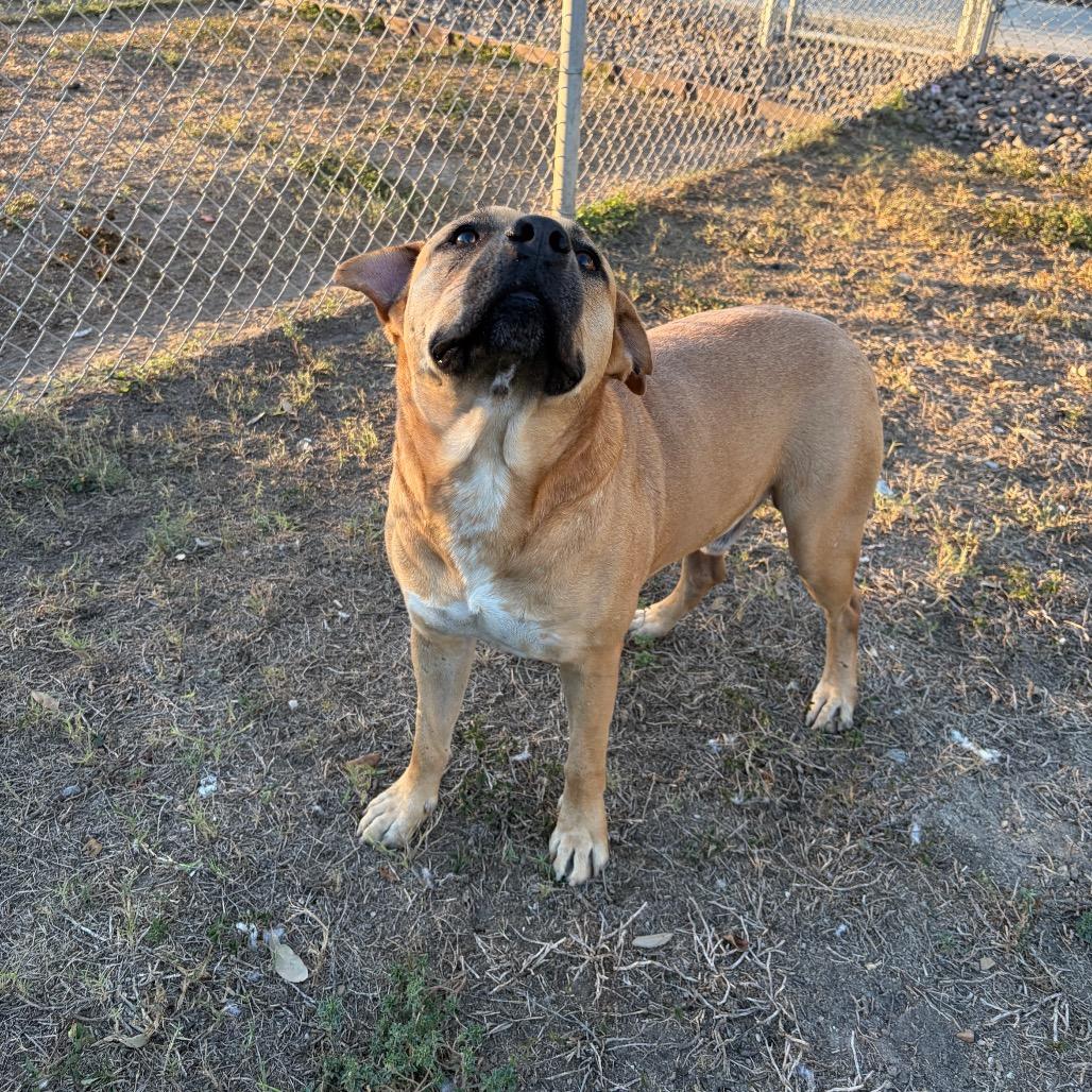 Enlarge Caleb, a Adoptable mixed breed in Corpus Christi, TX image 3/6