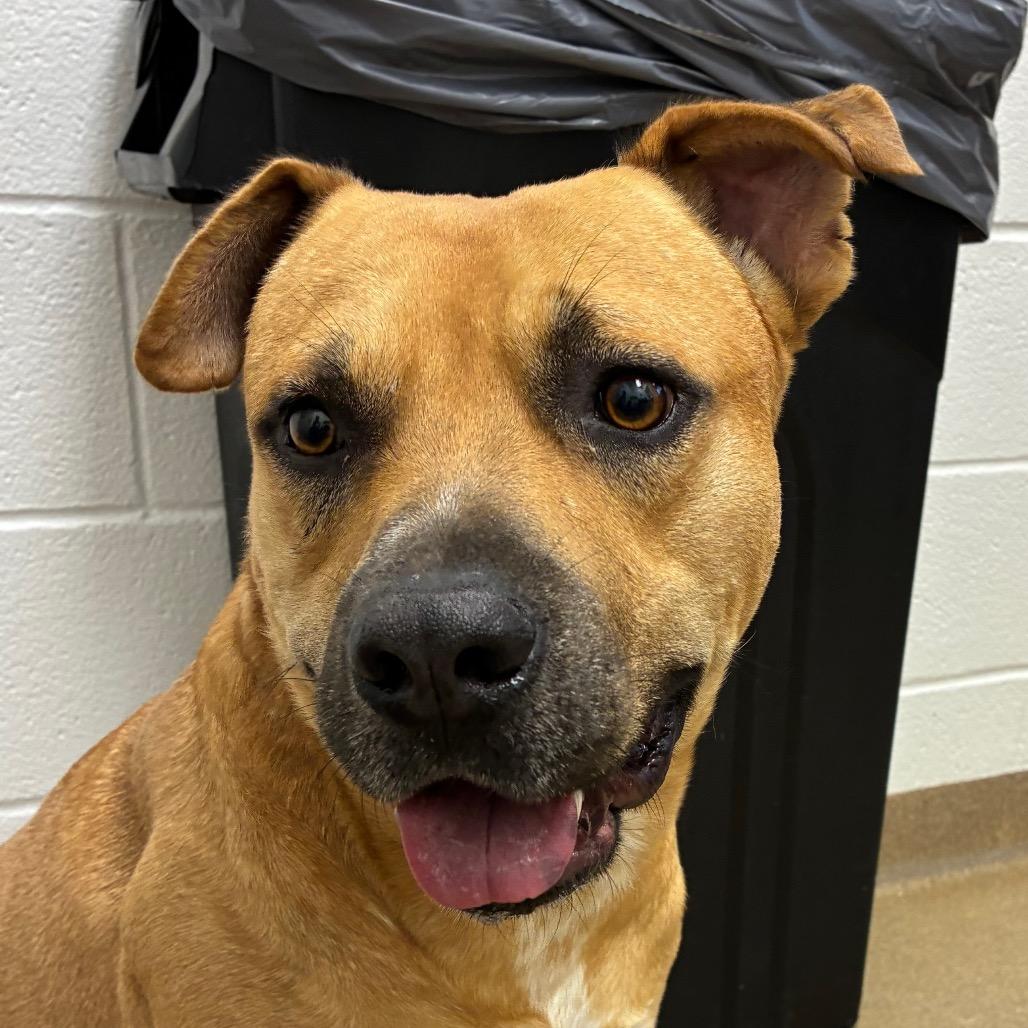 Enlarge Caleb, a Adoptable mixed breed in Corpus Christi, TX image 4/6