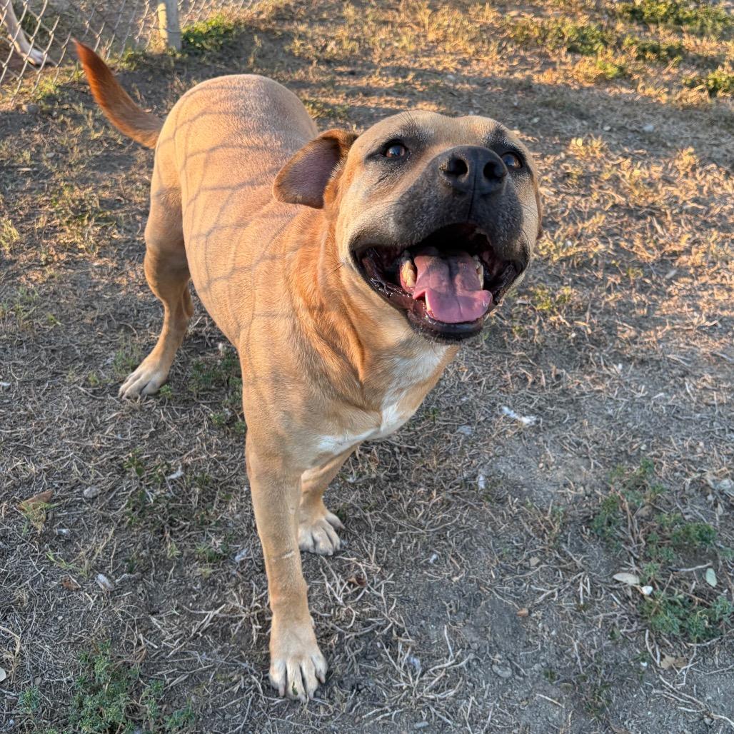 Enlarge Caleb, a Adoptable mixed breed in Corpus Christi, TX image 5/6