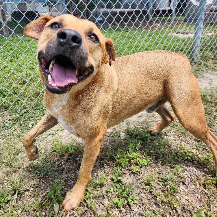 Enlarge Caleb, a Adoptable mixed breed in Corpus Christi, TX image 6/6