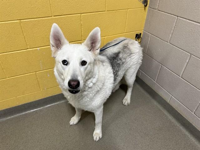 NOVA, Adoptable, Adult Female Siberian Husky & Mixed Breed.