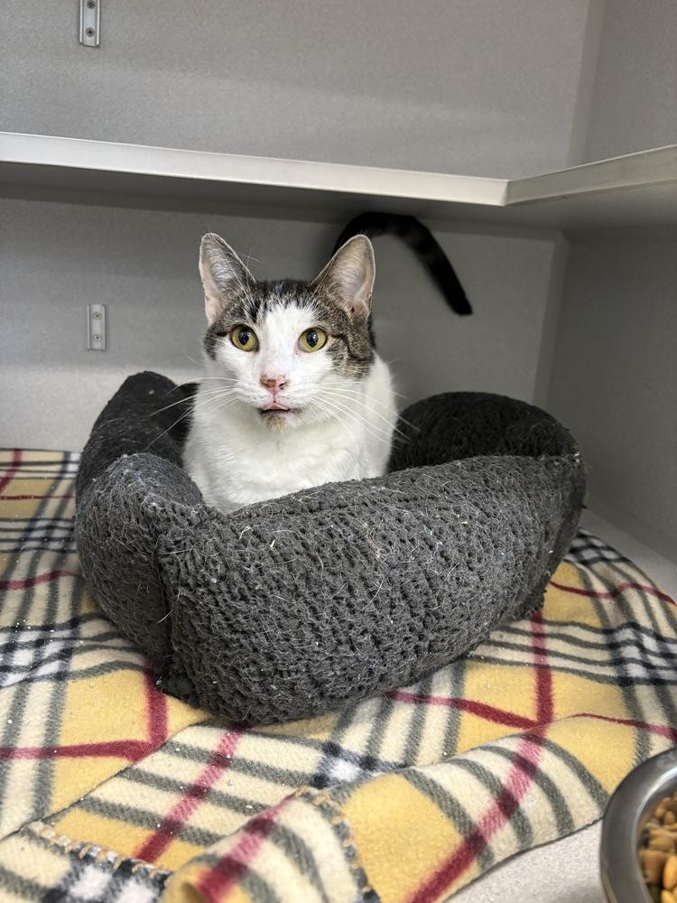 Ash, Adoptable, Adult Male Domestic Short Hair.