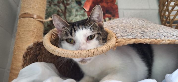 Ash, a Adoptable Domestic Short Hair in Bowling Green, OH image 2/6