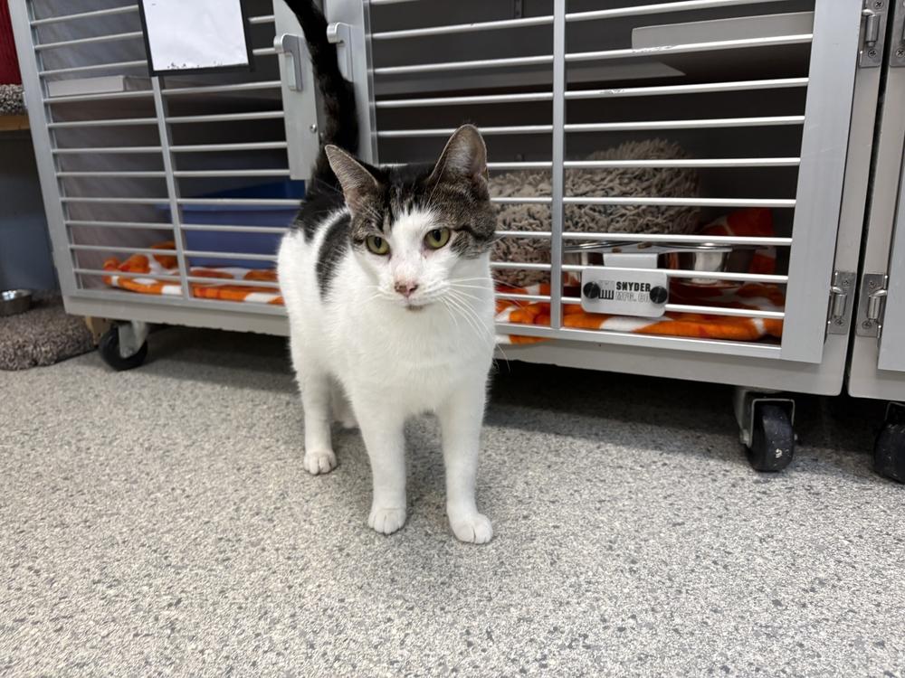 Ash, a Adoptable Domestic Short Hair in Bowling Green, OH image 3/6