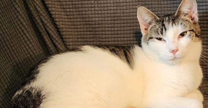 Ash, a Adoptable Domestic Short Hair in Bowling Green, OH image 2/6