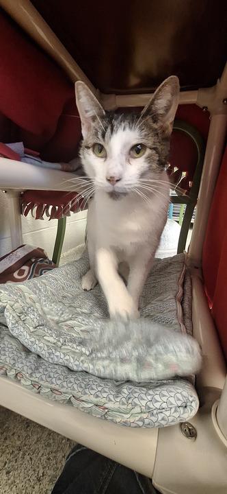 Ash, a Adoptable Domestic Short Hair in Bowling Green, OH image 3/6