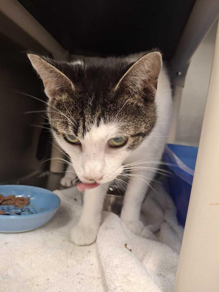 Ash, a Adoptable Domestic Short Hair in Bowling Green, OH image 4/6