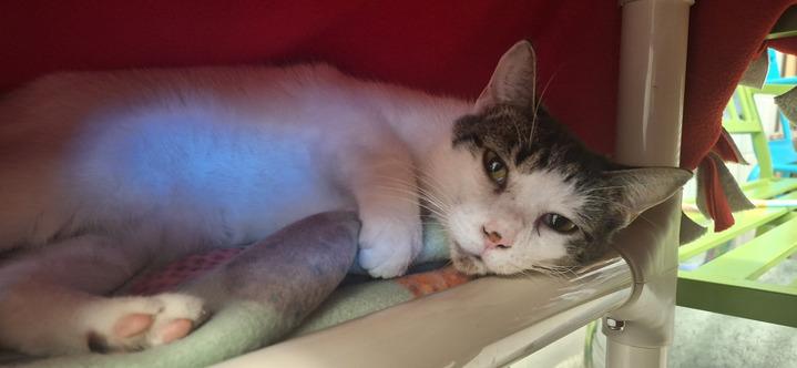 Ash, a Adoptable Domestic Short Hair in Bowling Green, OH image 5/6