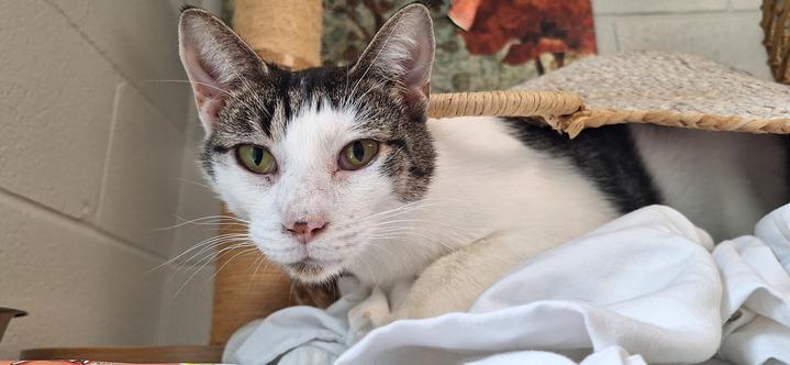 Ash, a Adoptable Domestic Short Hair in Bowling Green, OH image 6/6