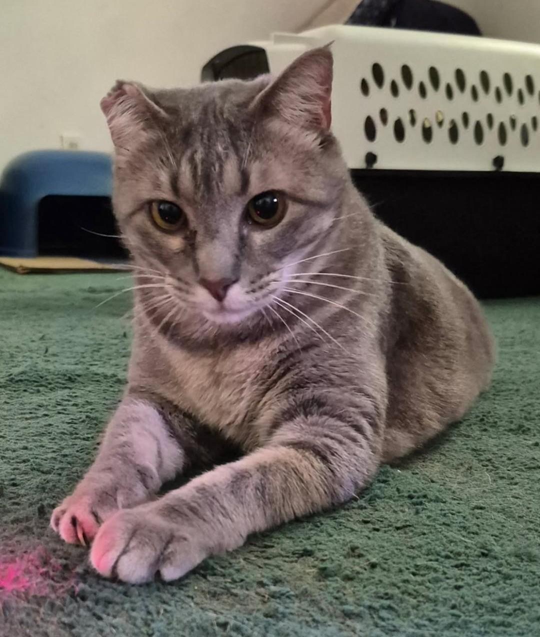 Goldie, ADOPTABLE, Adult Female Domestic Short Hair.