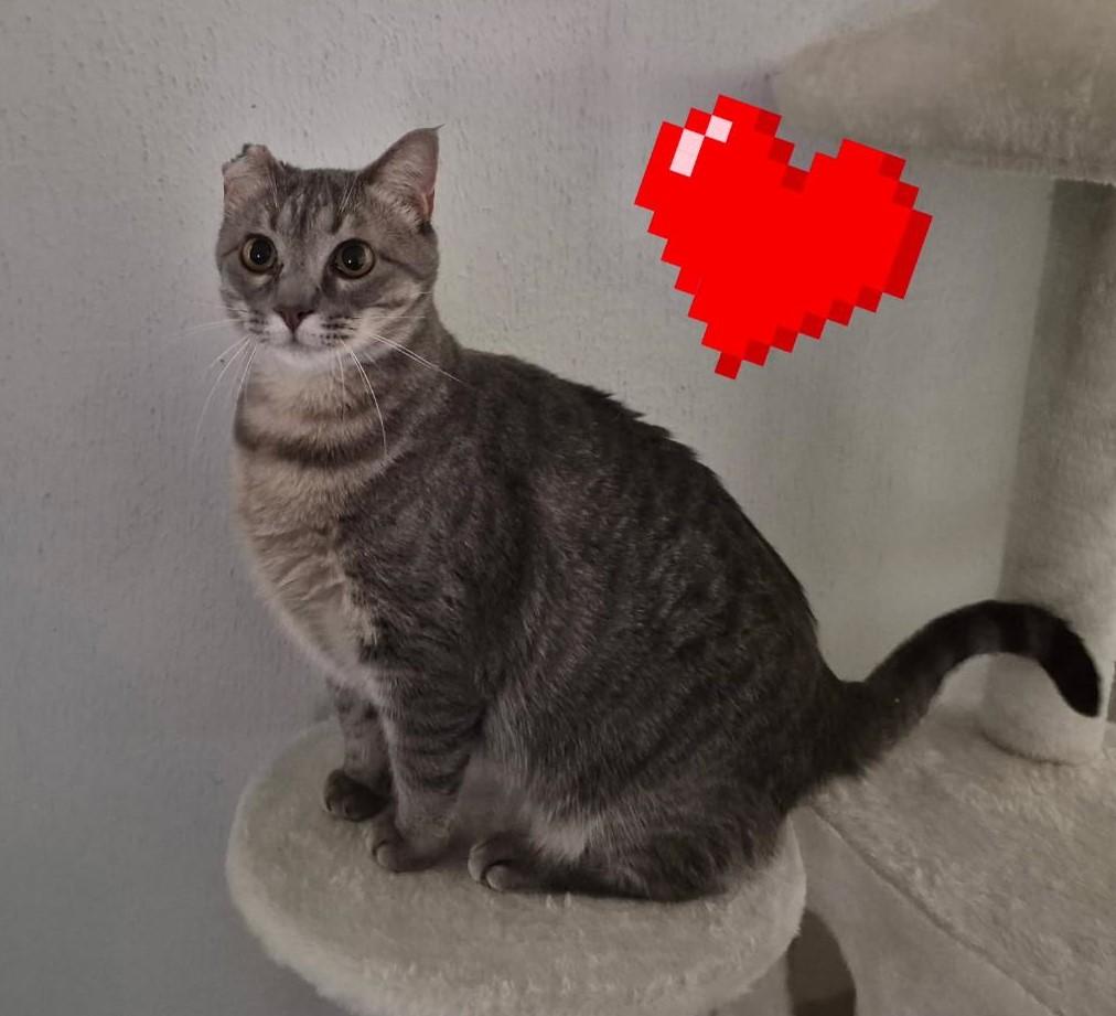 Enlarge Goldie, a ADOPTABLE Domestic Short Hair in Terrell, TX image 2/2