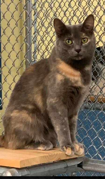 Shadow, a Adoptable mixed breed in Syracuse, IN image 1/3