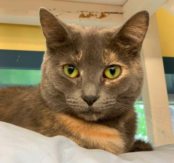 Enlarge Shadow, a Adoptable mixed breed in Syracuse, IN image 1/3