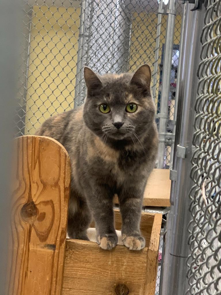 Shadow, Adoptable, Adult Female Domestic Short Hair.