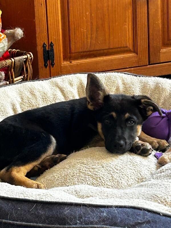 Enlarge Lars, a Adoptable mixed breed in Seattle, WA image 3/4