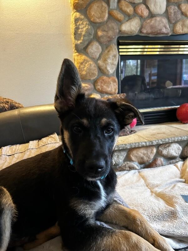 Enlarge Lars, a Adoptable mixed breed in Seattle, WA image 2/4