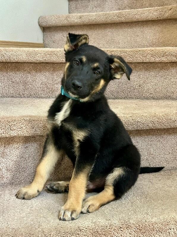 Lars, Adoptable, Puppy Male German Shepherd Dog.