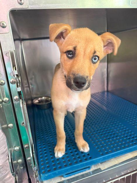 Enlarge Ice T, a Adoptable mixed breed in Ona, WV image 5/6