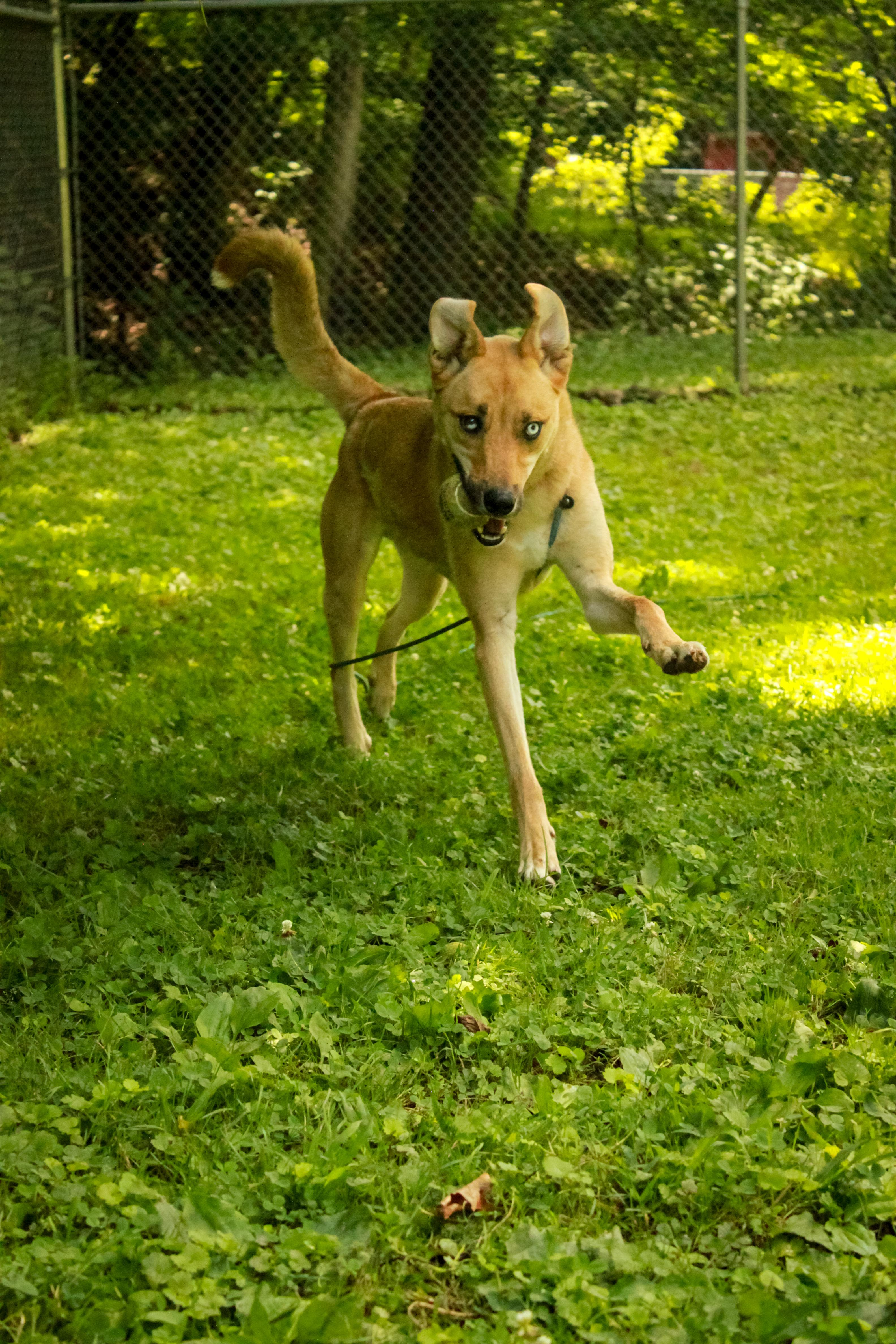 Enlarge Ice T, a Adoptable mixed breed in Ona, WV image 2/6