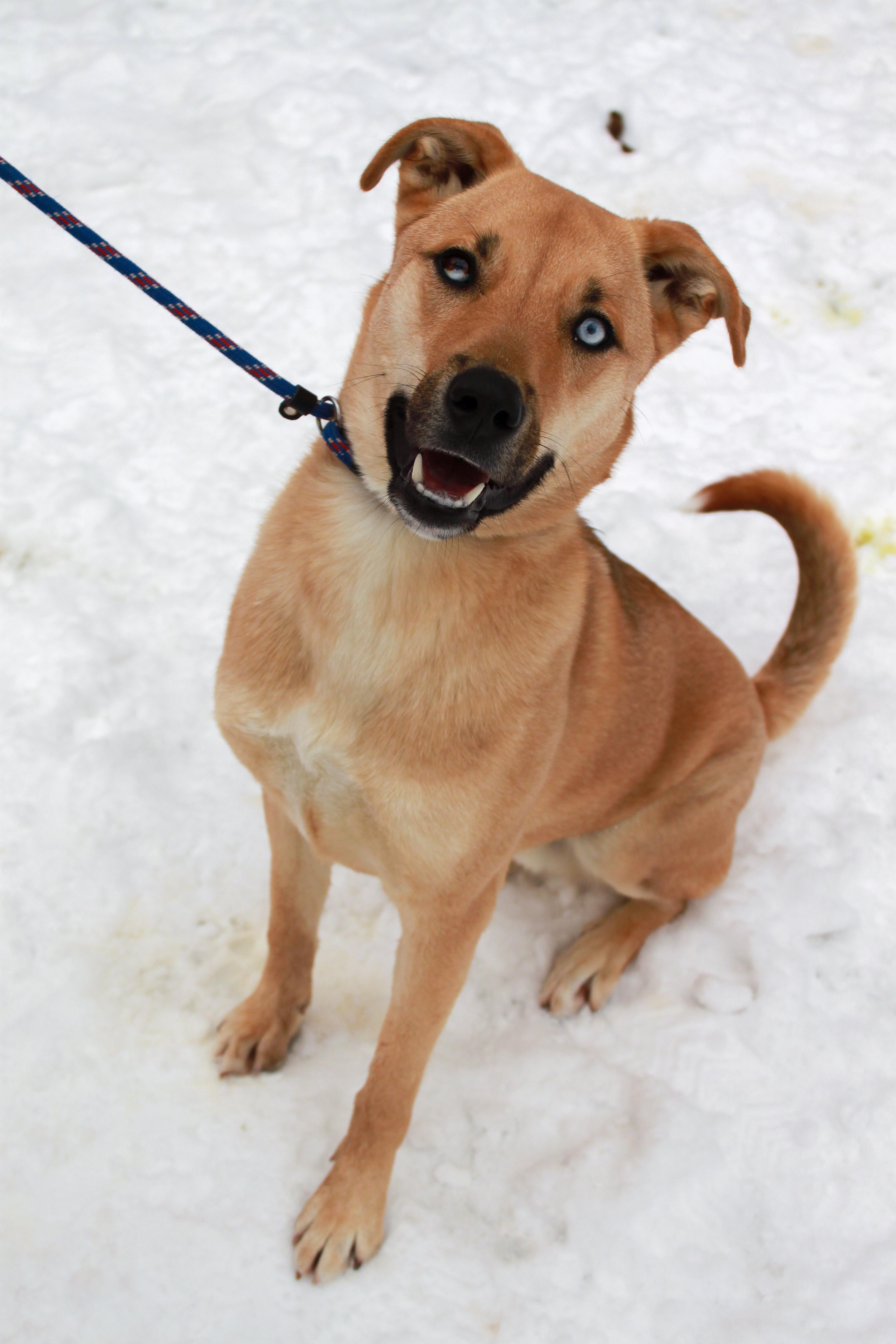 Enlarge Ice T, a Adoptable mixed breed in Ona, WV image 3/6