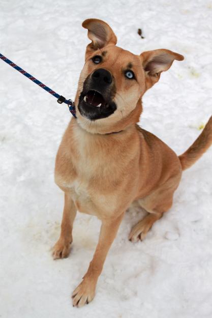 Enlarge Ice T, a Adoptable mixed breed in Ona, WV image 4/6