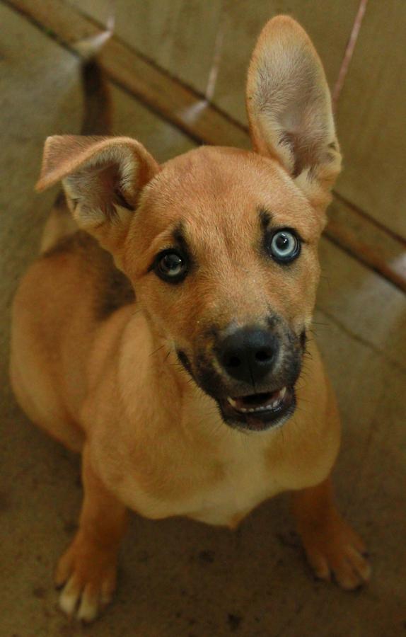 Enlarge Ice T, a Adoptable mixed breed in Ona, WV image 6/6
