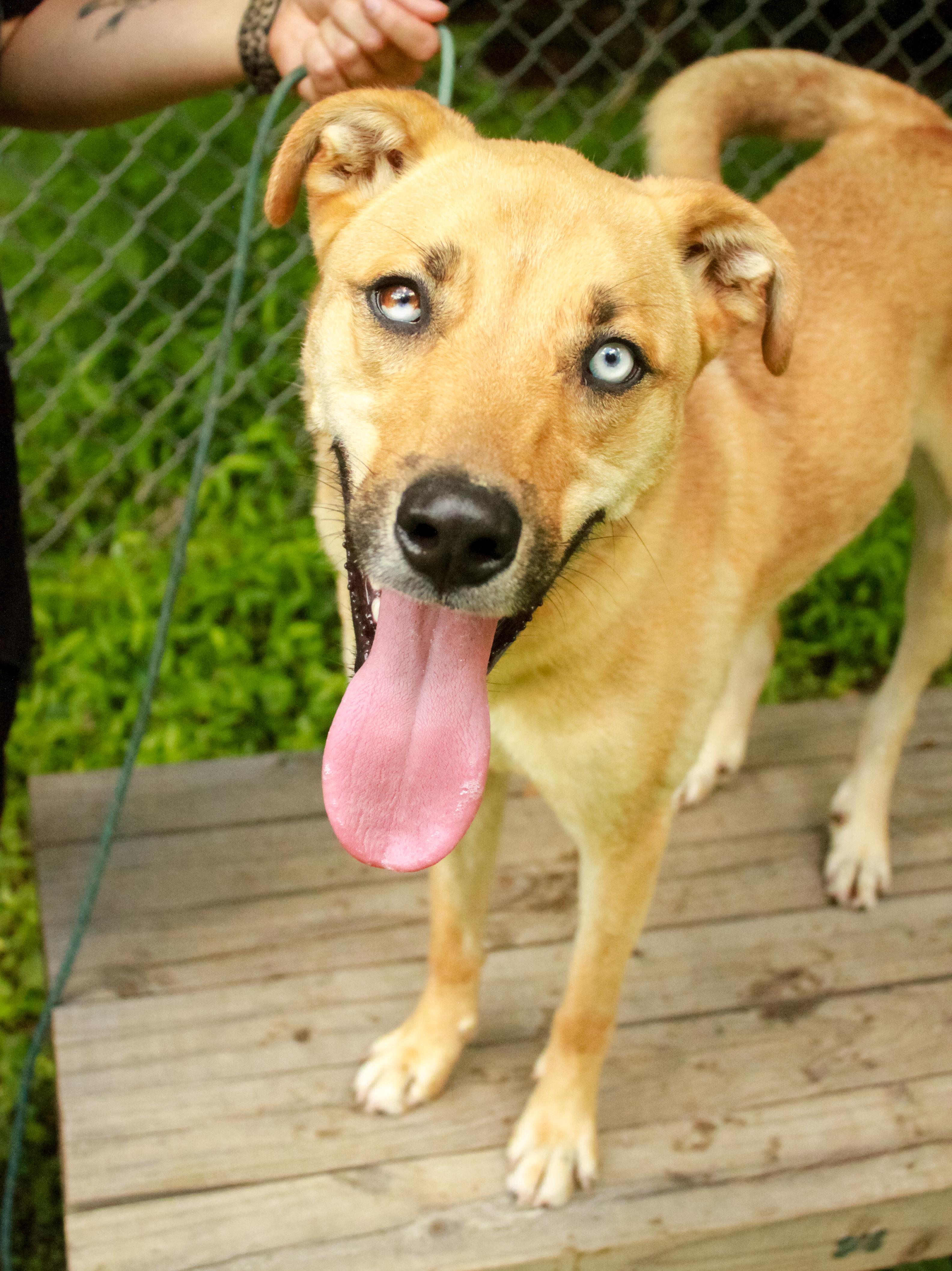 Enlarge Ice T, a Adoptable mixed breed in Ona, WV image 1/6