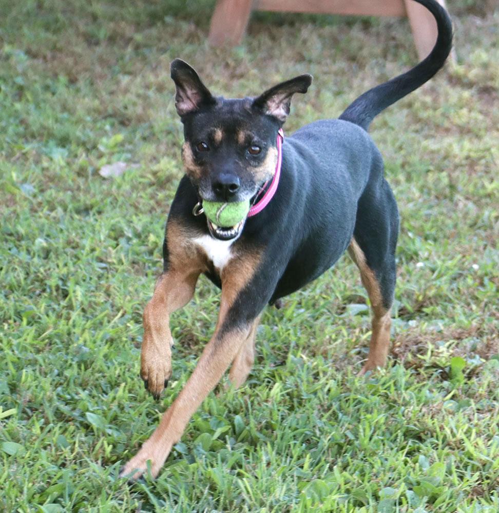 Enlarge Poundcake (AO37357), a Adoptable mixed breed in Kansas City, KS image 3/6