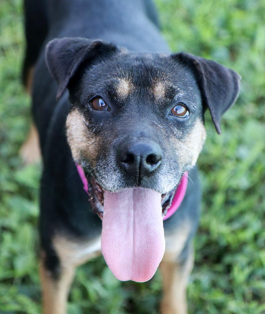 Enlarge Poundcake (AO37357), a Adoptable mixed breed in Kansas City, KS image 1/6