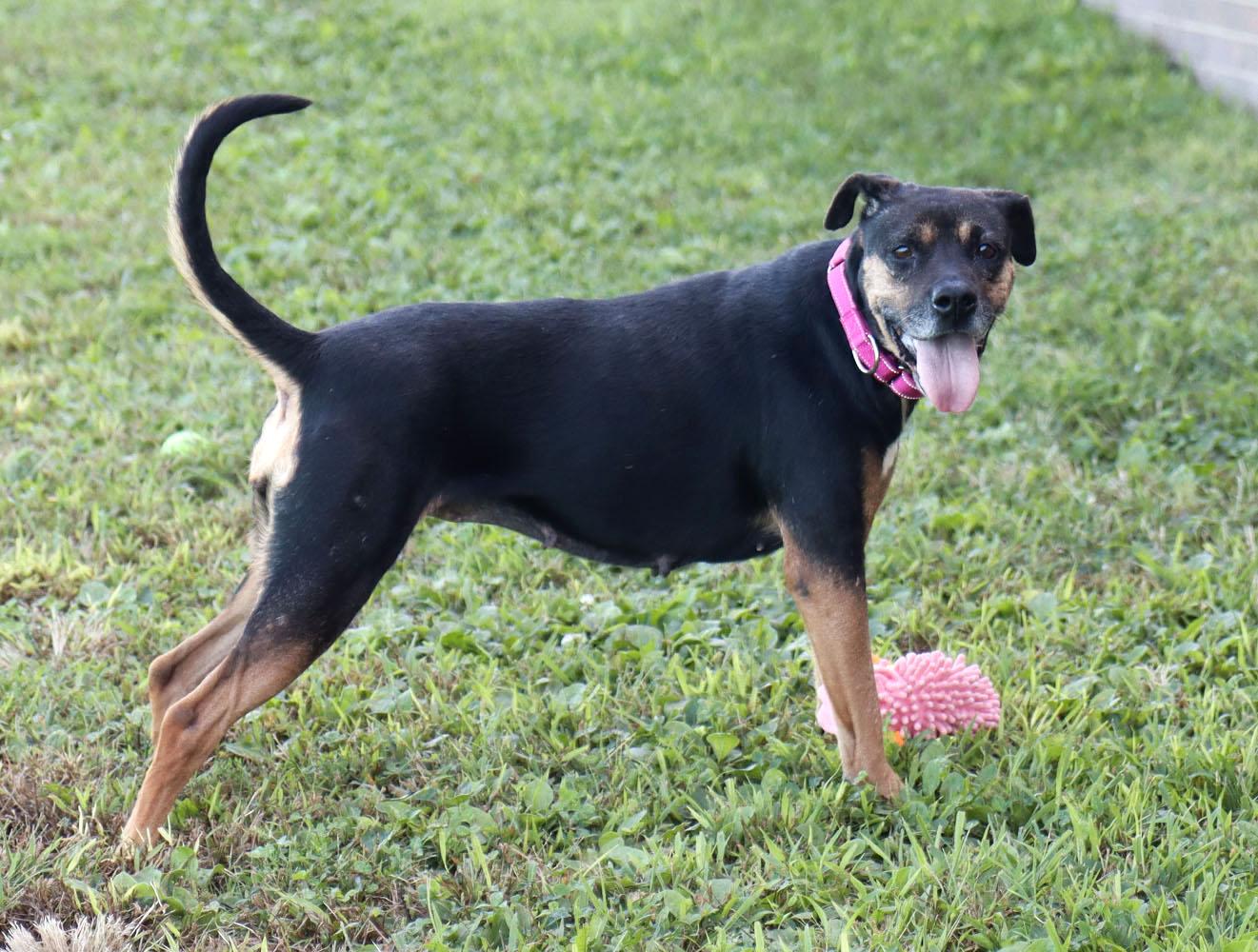 Enlarge Poundcake (AO37357), a Adoptable mixed breed in Kansas City, KS image 5/6