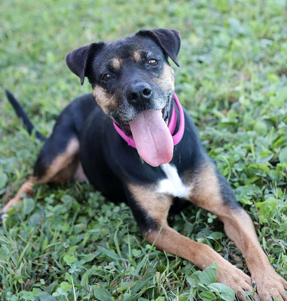 Enlarge Poundcake (AO37357), a Adoptable mixed breed in Kansas City, KS image 4/6