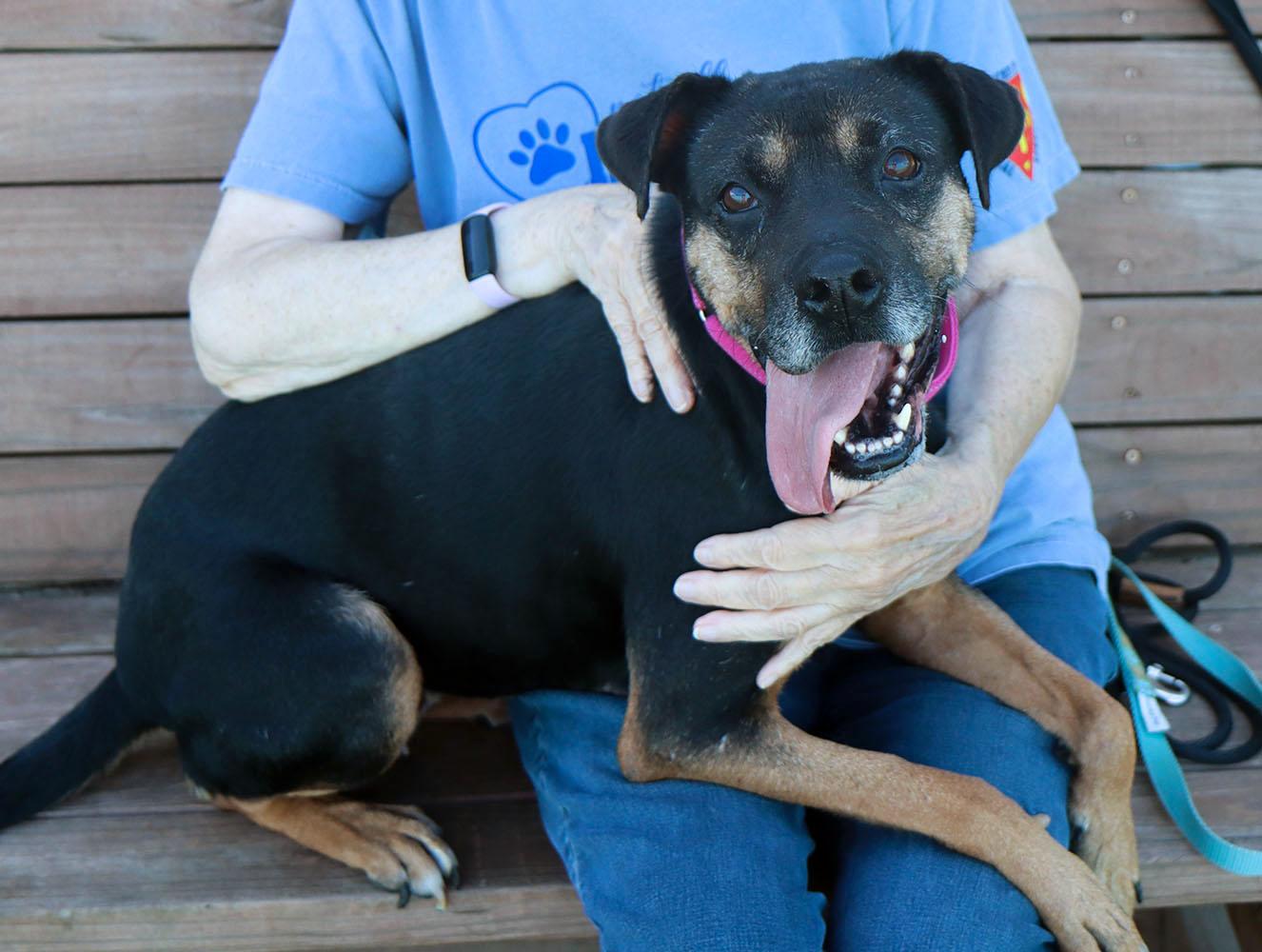 Enlarge Poundcake (AO37357), a Adoptable mixed breed in Kansas City, KS image 2/6